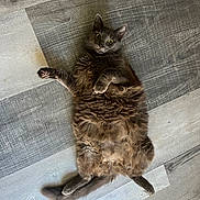 Butters is registered to the contest to win money with this photo: cat, feline, fluffy, gray_cat, lying_down, belly_up, golden_eyes, whiskers, ears, paws, tail, fur, pet, indoor, floor, patterned_floor, portrait, playful, relaxed, animal