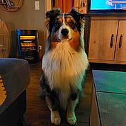 Sam participe au concours pour gagner de l'argent avec cette photo : animal, black, brown, cozy, dog, domestic, fluffy, furniture, heater, home, indoor, living_room, orange, pet, sitting, table, television, white, wood_floor, wooden_cabinet