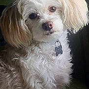 Alfie is registered to the contest to win money with this photo: dog, white, curly_fur, pet, cute, fluffy, ears, collar, tag, animal, indoor, portrait, closeup, fur, face, adorable, mammal, companion, curious, domestic