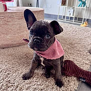 Charlie a rejoint le concours — aidez-le/la à gagner de superbes lots ! french_bulldog, puppy, dog, pink_bandana, carpet, plush_toy, indoor, living_room, cute, pet, animal, floor, ears, fur, sitting, toy, adorable, household, domestic, young