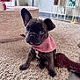 french_bulldog, puppy, dog, pink_bandana, carpet, plush_toy, indoor, living_room, cute, pet, animal, floor, ears, fur, sitting, toy, adorable, household, domestic, young