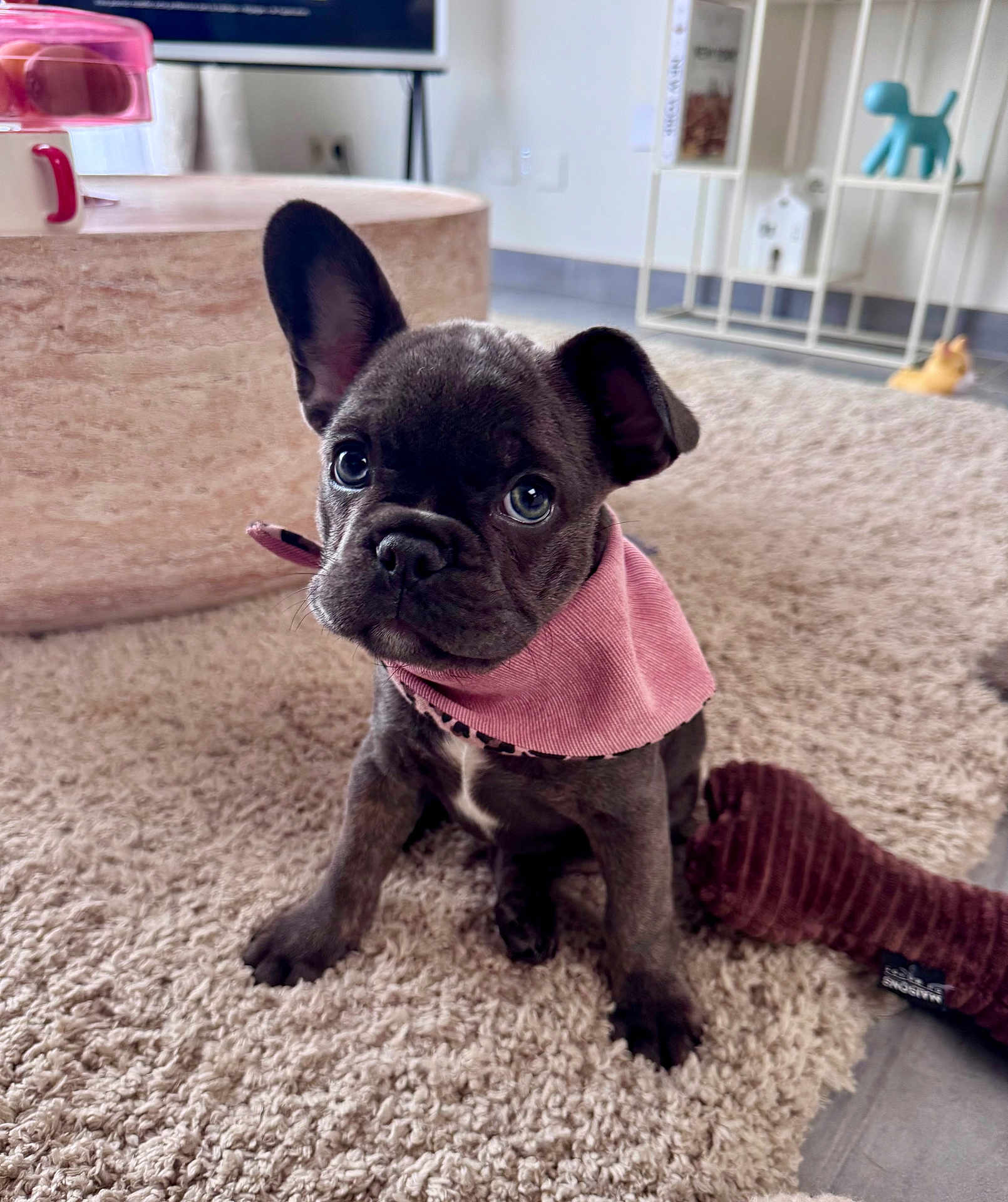 Charlie a rejoint le concours — aidez-le/la à gagner de superbes lots ! french_bulldog, puppy, dog, pink_bandana, carpet, plush_toy, indoor, living_room, cute, pet, animal, floor, ears, fur, sitting, toy, adorable, household, domestic, young