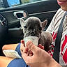 Butterball joined the competition — help win amazing prizes! animal, car, close_up, cup, daylight, dessert, dog, ears, face, french_bulldog, hand, human, indoors, passenger_seat, person, pet, portrait, puppy, short_hair, treat