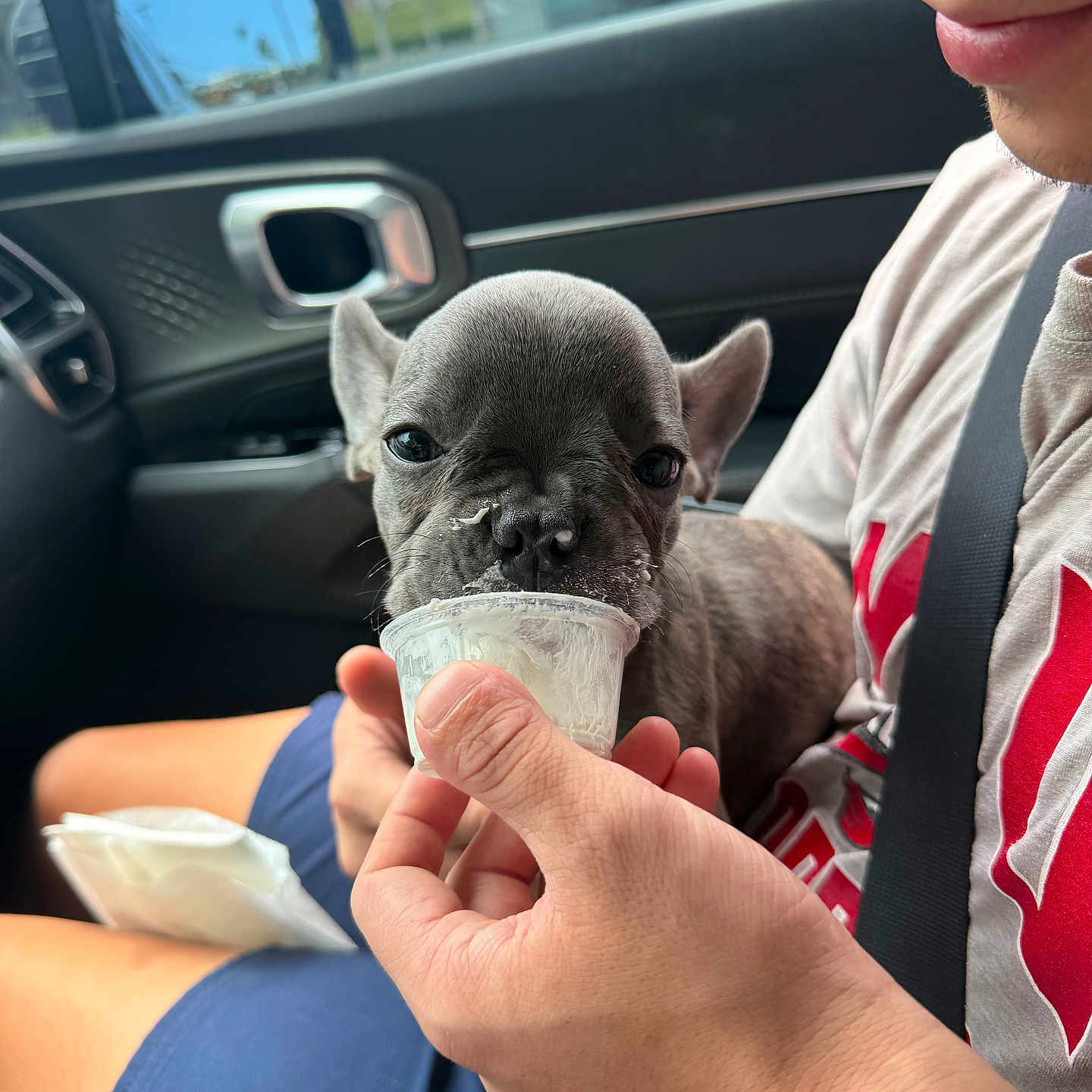 Butterball joined the competition — help win amazing prizes! animal, car, close_up, cup, daylight, dessert, dog, ears, face, french_bulldog, hand, human, indoors, passenger_seat, person, pet, portrait, puppy, short_hair, treat