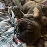 Butterball is registered to the contest to win money with this photo: bed, bedding, bedroom, blanket, brown_fur, closeup, cute, dog, floral, indoor, lying_down, nap, pet, portrait, relaxed, resting, sleeping, tongue, upside_down, wrinkles