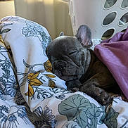 Butterball is registered to the contest to win money with this photo: animal, bed, blanket, brown, closed_eyes, cozy, cute, dog, floral, french_bulldog, indoors, laundry_basket, nap, pajamas, pet, portrait, puppy, sleeping, wrinkled_face, 寝?