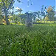 Ray Ray joined the competition — help win amazing prizes! animal, backyard, blue_sky, cat, closeup, daylight, fence, grass, greenery, leaves, nature, outdoor, pet, shrub, sky, sunny, tail, tree, walking, yard