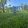 animal, backyard, blue_sky, cat, closeup, daylight, fence, grass, greenery, leaves, nature, outdoor, pet, shrub, sky, sunny, tail, tree, walking, yard