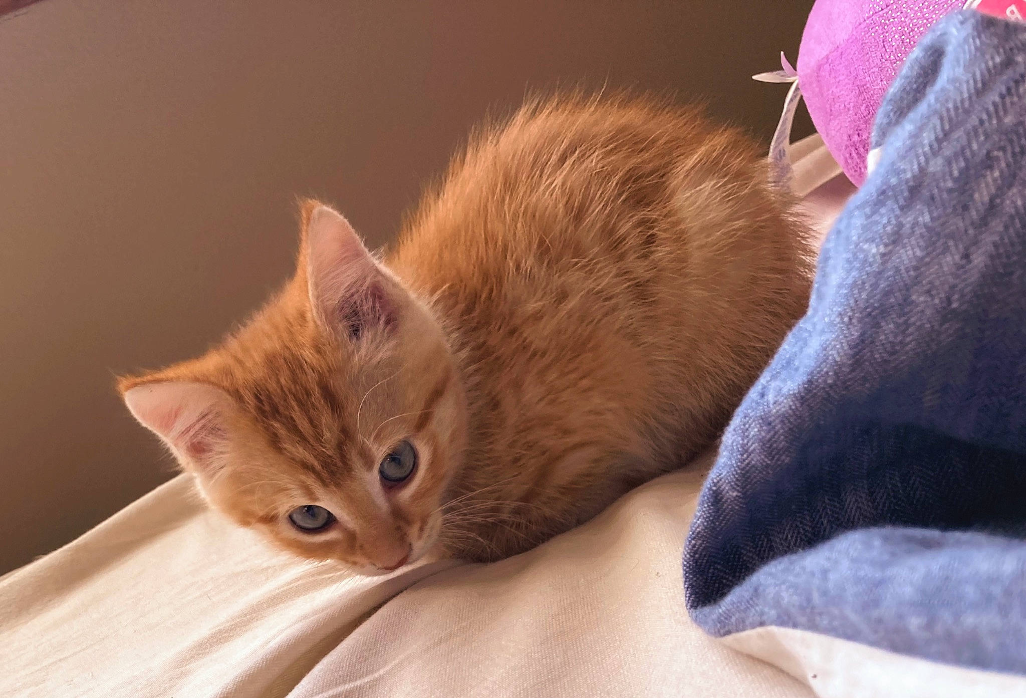 Ajax is registered to the contest to win money with this photo: bed, box, carnivore, cat, claw, comfort, domestic_short_haired_cat, ear, eye, fawn, felidae, fur, human_body, paw, sitting, small_to_medium_sized_cats, snout, tail, whiskers, wood