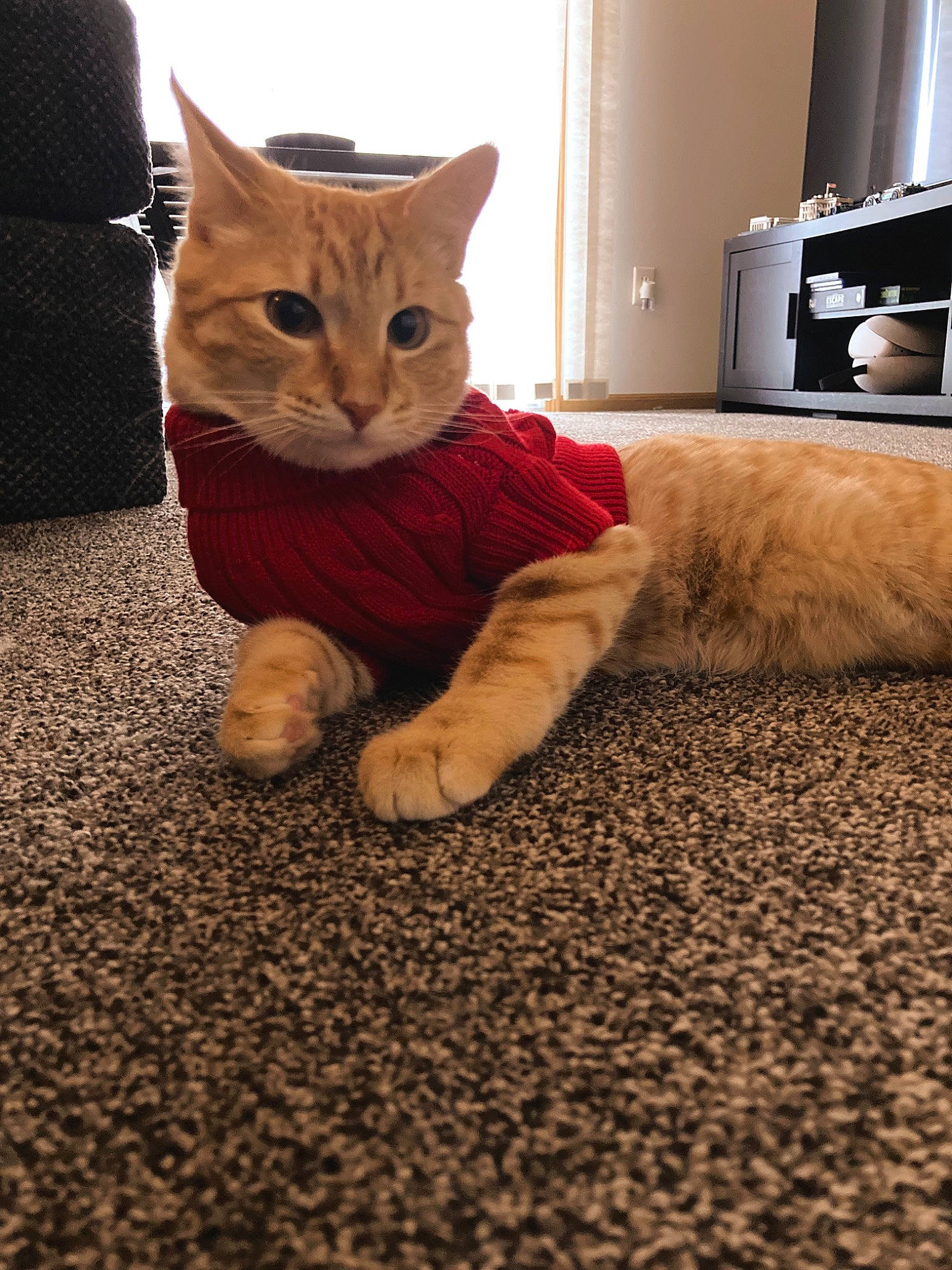 Ajax is registered to the contest to win money with this photo: carnivore, cat, comfort, domestic_short_haired_cat, fawn, felidae, floor, flooring, foot, fur, hardwood, home_appliance, human_leg, small_to_medium_sized_cats, snout, tail, television, television_set, whiskers, wood