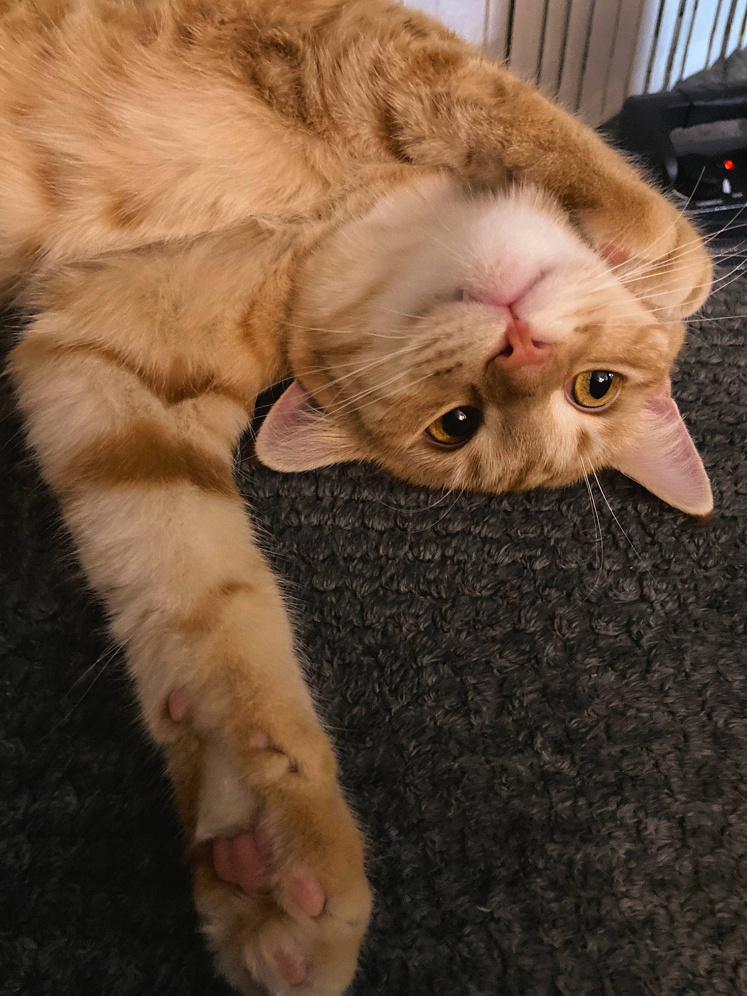 Ajax joined the competition — help win amazing prizes! carnivore, cat, claw, comfort, domestic_short_haired_cat, ear, eye, fawn, felidae, fur, gesture, nail, paw, small_to_medium_sized_cats, snout, tail, terrestrial_animal, whiskers, wood