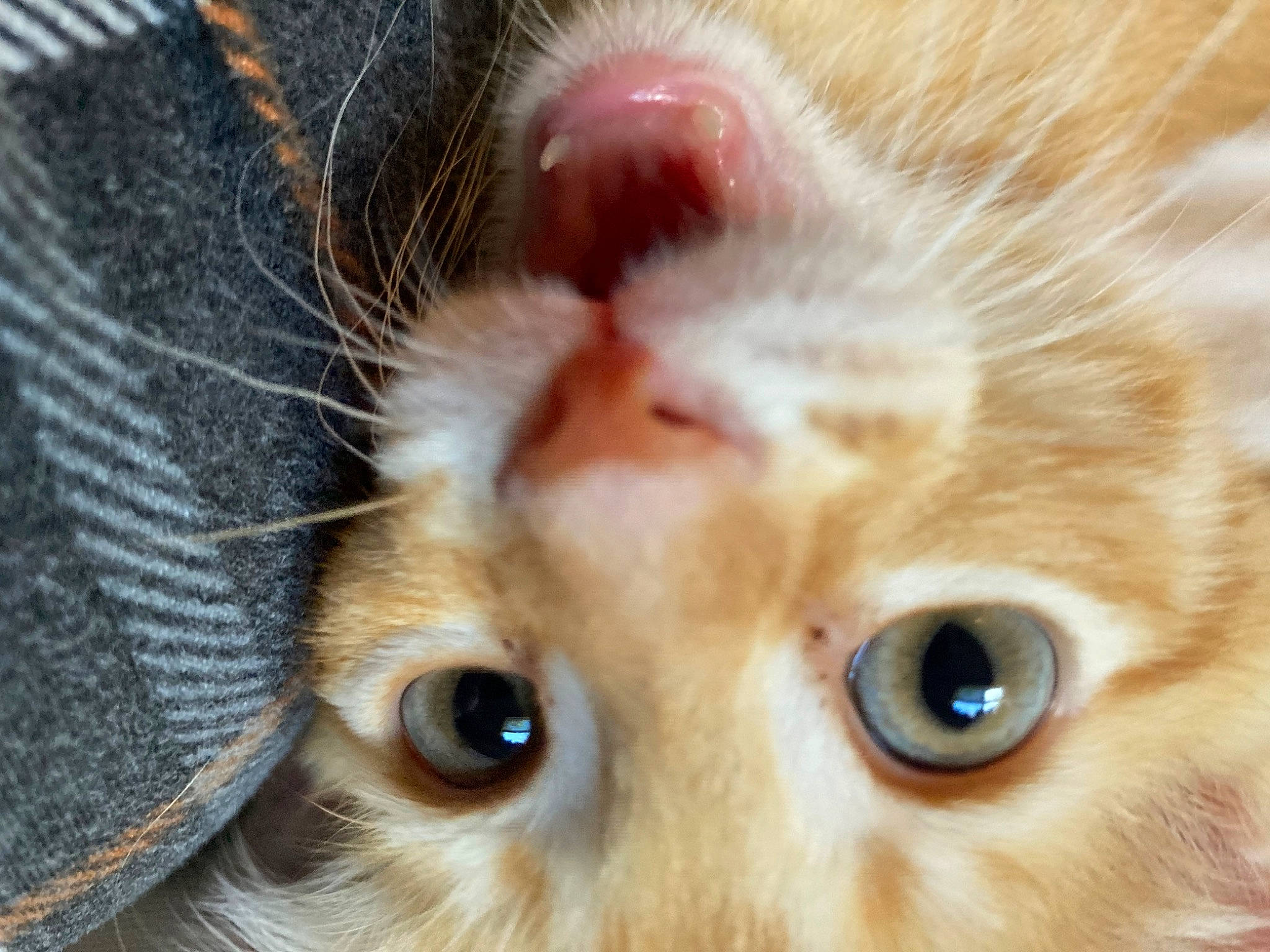 Ajax joined the competition — help win amazing prizes! carnivore, cat, close_up, domestic_short_haired_cat, ear, eyelash, fawn, felidae, fur, iris, nose, organ, paw, small_to_medium_sized_cats, snout, vertebrate, whiskers