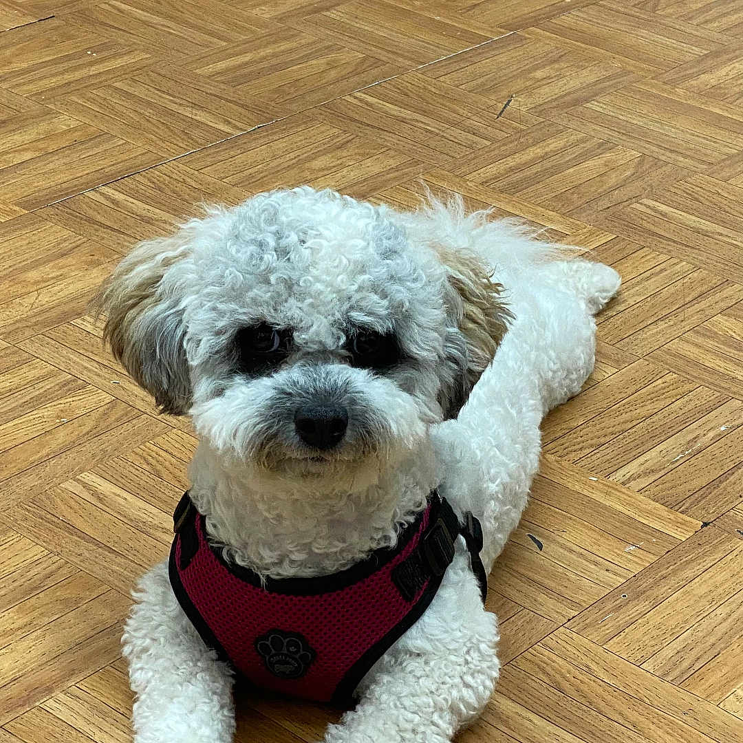 Luna is registered to the contest to win money with this photo: animal, calm, canine, companion, curly_fur, cute, dog, domestic_animal, floor, fur, harness, indoor, laying_down, looking_at_camera, parquet, pet, puppy, small_dog, white_dog, wooden_floor