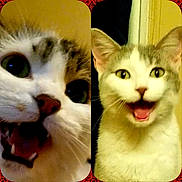 Pelusa And Marty joined the competition — help win amazing prizes! cat, close_up, white_cat, gray_cat, expressive_face, meowing, indoor, pet, animal, cute, whiskers, fur, portrait, split_screen, happy, mouth_open, eyes, nose, head, feline