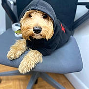 Nala is registered to the contest to win money with this photo: animal, black_clothing, canine, casual, chair, cute, dog, domestic_animal, fur, furniture, hoodie, indoor, mammal, office_chair, paws, pet, portrait, relaxed, sitting, wooden_floor