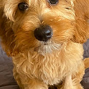 Nala joined the competition — help win amazing prizes! dog, puppy, fluffy, golden, bow, red_bow, pet, cute, animal, fur, face, ears, sitting, bed, quilt, indoor, closeup, adorable, small_dog, looking