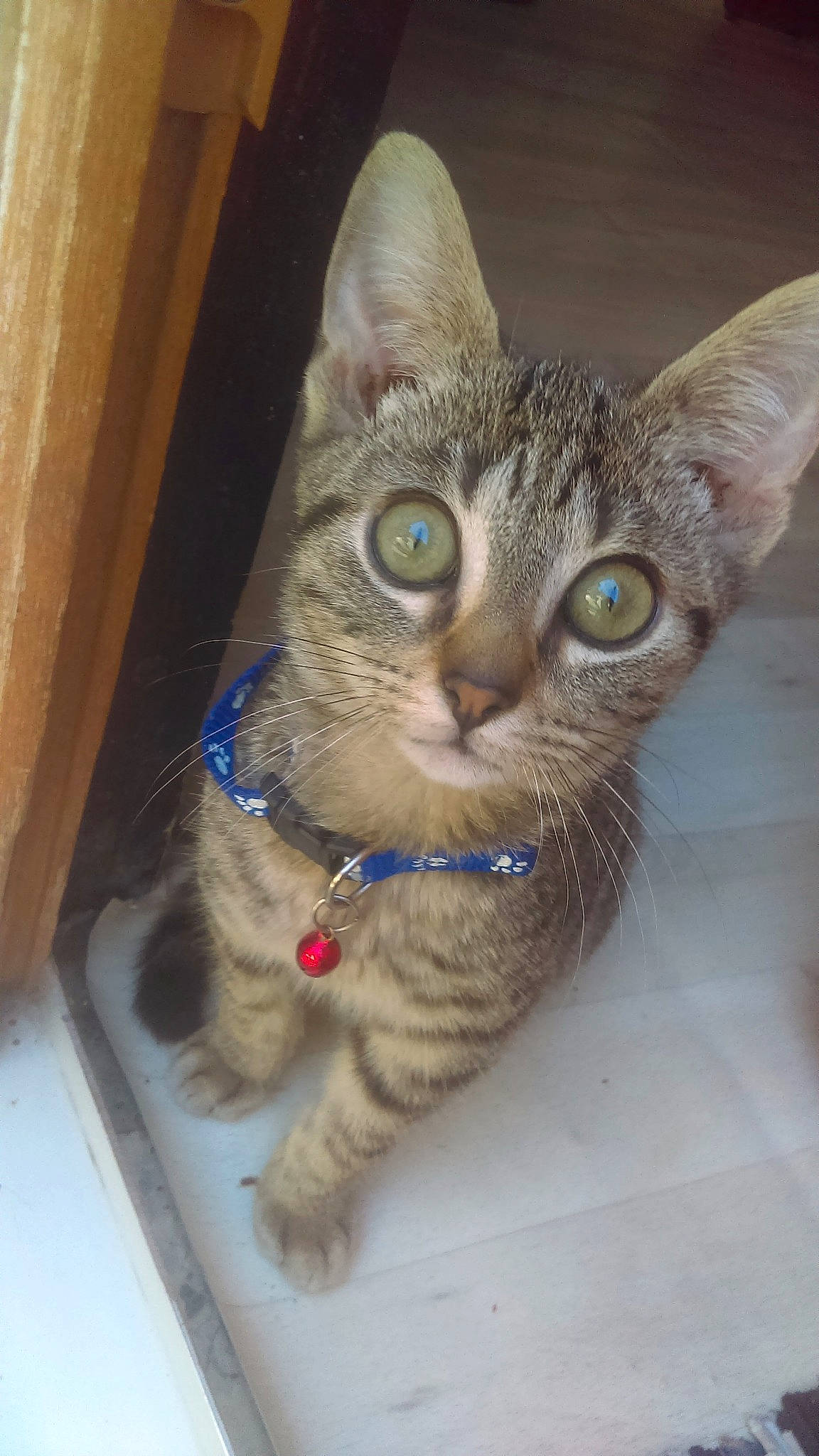 Mascotte a rejoint le concours — aidez-le/la à gagner de superbes lots ! aegean_cat, asian, australian_mist, carnivore, cat, domestic_short_haired_cat, european_shorthair, eye, fawn, felidae, german_rex, kitten, mammal, ocicat, ojos_azules, savannah, small_to_medium_sized_cats, tabby_cat, vertebrate, whiskers