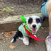 Ryker is registered to the contest to win money with this photo: dog, small_dog, black_and_white, bandana, green_bandana, green_shirt, leash, red_leash, happy, tongue_out, outdoor, pavement, leaves, person, sneakers, shorts, sidewalk, pet, cute, animal