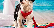 Ryker joined the competition — help win amazing prizes! dog, black_and_white, fluffy, red_harness, leash, inflatable_unicorn, beach_backdrop, colorful_blanket, wooden_floor, indoor, pet, cute, playful, animal, portrait, walking, fur, small_dog, leash_trail, decor
