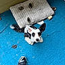 Ryker joined the competition — help win amazing prizes! dog, black_and_white, pet_bed, toy, blue_carpet, footwear, sneakers, looking_up, ears, small_dog, indoor, curious, animal, floor, furniture, playful, companionship, domestic, cute, pet