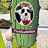 Ryker is registered to the contest to win money with this photo: dog, person, cutout_board, pickle, outdoor, smile, fun, green, red_harness, concrete, plants, rock, casual_clothing, kneeling, face_cutout, signage, boots, happy, pet, leash