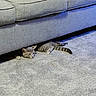 Biscuit is registered to the contest to win money with this photo: cat, tabby, gray_couch, carpet, indoor, pet, feline, hiding, curious, resting, living_room, cozy, striped, animal, domestic, cute, floor, furniture, relaxed, playful