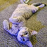 Biscuit is registered to the contest to win money with this photo: cat, tabby_cat, pet, animal, feline, carpet, indoor, fur, whiskers, paws, relaxed, playful, collar, curious, closeup, texture, floor, cute, lying_down, domestic_animal