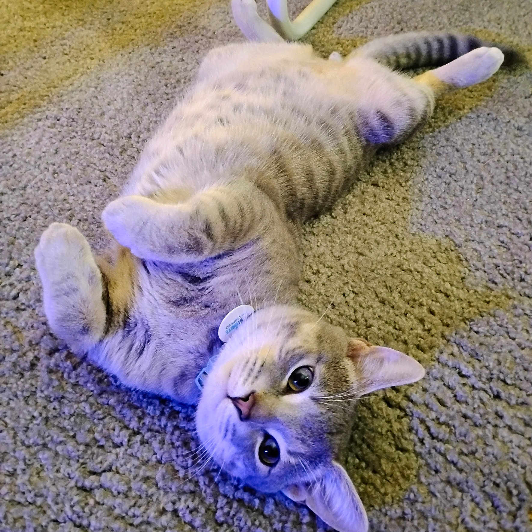 Biscuit