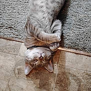 Biscuit joined the competition — help win amazing prizes! cat, feline, pet, sleeping, relaxed, paws, fur, striped, collar, indoor, floor, tile, carpet, resting, cute, domestic_animal, whiskers, closeup, animal, quiet
