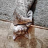 cat, feline, pet, sleeping, relaxed, paws, fur, striped, collar, indoor, floor, tile, carpet, resting, cute, domestic_animal, whiskers, closeup, animal, quiet