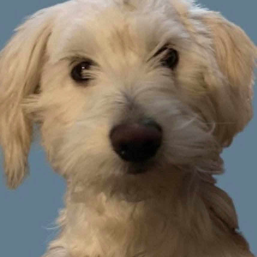 Maggie Belle joined the competition — help win amazing prizes! animal, background, canine, close_up, cream_colored, cute, dog, domestic_animal, ears, expression, eyes, face, fluffy, fur, looking, mammal, nose, pet, portrait, studio