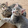 Louis joined the competition — help win amazing prizes! kitten, cat, pets, animal, fur, eyes, whiskers, carpet, indoor, cute, playful, young, domestic, two, grey, striped, closeup, lying, curious, paw