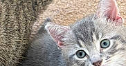 Louis is registered to the contest to win money with this photo: kitten, cat, gray_cat, striped_cat, tail, carpet, pet, cute, young_animal, feline, indoor, fur, whiskers, blue_eyes, small, domestic_animal, looking_up, playful, animal_companion, close_up