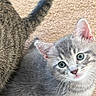 kitten, cat, gray_cat, striped_cat, tail, carpet, pet, cute, young_animal, feline, indoor, fur, whiskers, blue_eyes, small, domestic_animal, looking_up, playful, animal_companion, close_up