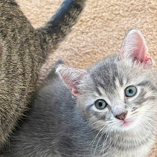 Louis