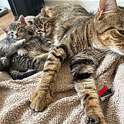 Louis joined the competition — help win amazing prizes! cat, kitten, tabby_cat, feline, animal, pet, fur, striped, sleeping, resting, blanket, indoor, cozy, mammal, cute, family, lying_down, close_up, relaxing, warm