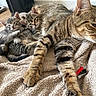 cat, kitten, tabby_cat, feline, animal, pet, fur, striped, sleeping, resting, blanket, indoor, cozy, mammal, cute, family, lying_down, close_up, relaxing, warm
