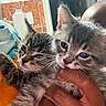 Louis is registered to the contest to win money with this photo: kitten, cat, animal, pet, feline, cute, indoor, hand, person, closeup, fur, whiskers, eyes, face, young, tabby, gray_cat, holding, domestic, companions