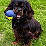 Angie participe au concours pour gagner de l'argent avec cette photo : dog, toy, grass, outdoor, black_dog, brown_markings, pet, playful, sitting, animal, cute, fur, canine, happy, collar, nature, tongue, mouth, ears, paw