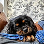 Angie participe au concours pour gagner de l'argent avec cette photo : puppy, dog, toy, rope_toy, black_dog, tan_markings, pet, cute, close_up, indoor, couch, fabric, resting, looking_up, home, patterned_wall, cozy, fur, animal, companion