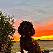 Angie participe au concours pour gagner de l'argent avec cette photo : dog, sunset, outdoor, animal, nature, sky, field, greenery, pet, silhouette, long_ears, brown_dog, evening, colorful_sky, landscape, canine, sitting, collar, scenic, calm