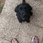 Laurent Bocquel a rejoint le concours — aidez-le/la à gagner de superbes lots ! puppy, dog, black_dog, pet, outdoor, stone_pavement, feet, flip_flops, tail, looking_up, cute, young_dog, animal, canine, waiting, summer, casual, texture, close_up, adorable