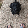 puppy, dog, black_dog, pet, outdoor, stone_pavement, feet, flip_flops, tail, looking_up, cute, young_dog, animal, canine, waiting, summer, casual, texture, close_up, adorable