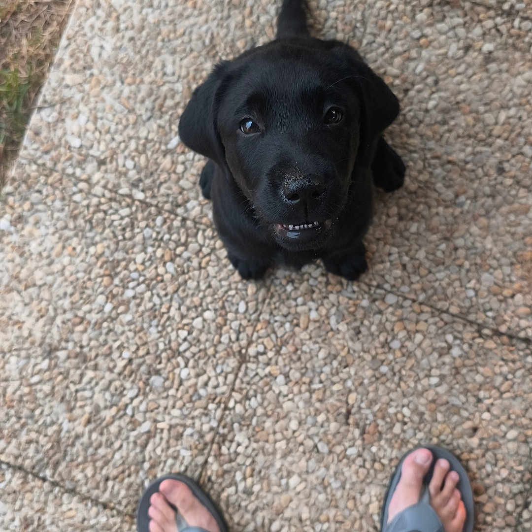 Laurent Bocquel a rejoint le concours — aidez-le/la à gagner de superbes lots ! adorable, animal, black_dog, canine, casual, close_up, cute, dog, feet, flip_flops, looking_up, outdoor, pet, puppy, stone_pavement, summer, tail, texture, waiting, young_dog