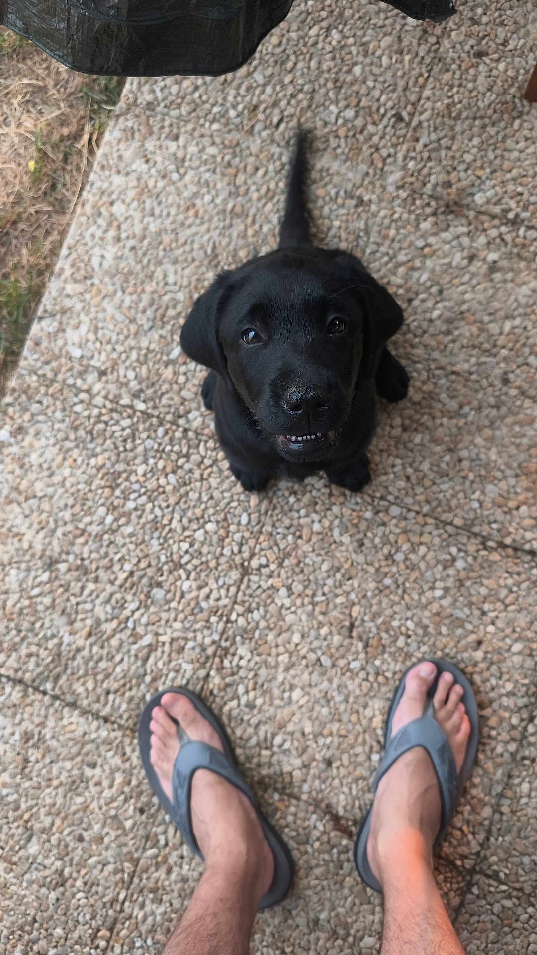 Laurent Bocquel a rejoint le concours — aidez-le/la à gagner de superbes lots ! puppy, dog, black_dog, pet, outdoor, stone_pavement, feet, flip_flops, tail, looking_up, cute, young_dog, animal, canine, waiting, summer, casual, texture, close_up, adorable