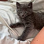 kitten, gray_cat, pet, animal, bed, white_sheet, feline, cute, fur, paw, lying_down, indoor, relaxed, looking_at_camera, young_animal, sleeping_area, human_leg, soft_texture, cozy, domestic_animal