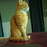 Mimi participe au concours pour gagner de l'argent avec cette photo : cat, orange_tabby, indoor, sitting, tail, curled_tail, fur, whiskers, side_profile, window_curtains, wall, table_surface, domestic_cat, pet, feline, calm, thoughtful, animal, mammal, household