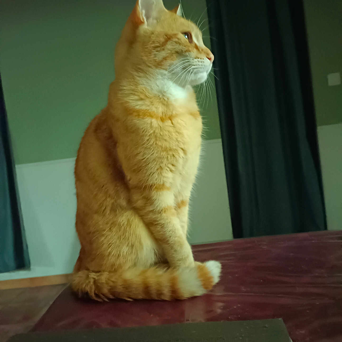 Mimi participe au concours pour gagner de l'argent avec cette photo : animal, calm, cat, curled_tail, domestic_cat, feline, fur, household, indoor, mammal, orange_tabby, pet, side_profile, sitting, table_surface, tail, thoughtful, wall, whiskers, window_curtains