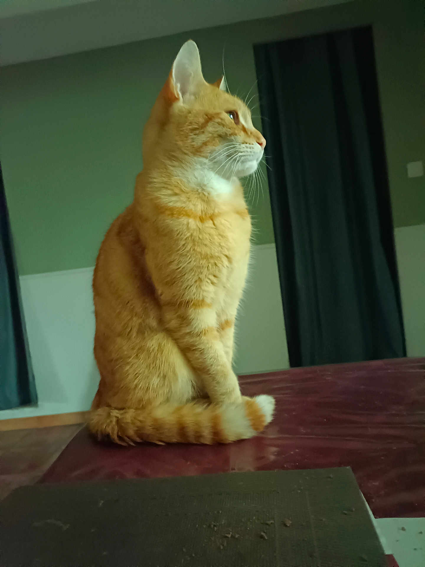 Mimi participe au concours pour gagner de l'argent avec cette photo : cat, orange_tabby, indoor, sitting, tail, curled_tail, fur, whiskers, side_profile, window_curtains, wall, table_surface, domestic_cat, pet, feline, calm, thoughtful, animal, mammal, household