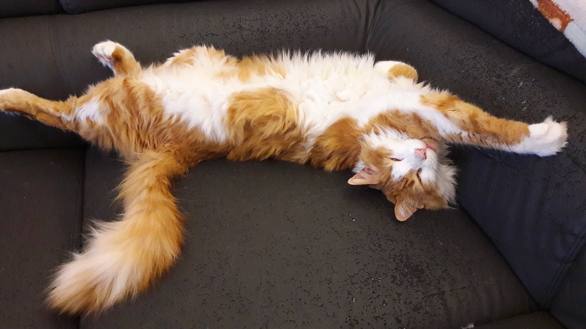 Caramel a rejoint le concours — aidez-le/la à gagner de superbes lots ! canidae, carnivore, cat, claw, comfort, companion_dog, couch, dog_breed, fawn, felidae, foot, fur, laperm, nap, paw, small_to_medium_sized_cats, snout, sporting_group, tail, whiskers